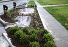 Middle Blue_Bioretention Rain Garden 