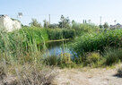 SouthLAWetlands_Habitat