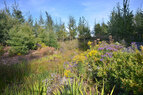 Corktown Common_Urban Marsh 