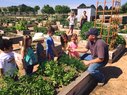 Harvest_Garden Plots