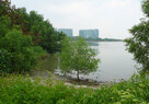 Shenzhen Bay_Natural Ecologies 
