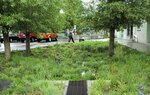 TAXI_Stormwater Garden 1