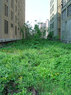 High_Line_Before4