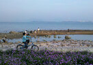 Shenzhen Bay_Mudflats 