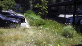 TAXI_Stormwater Garden 2