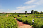 Stone Pathways