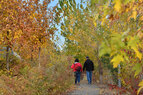 Corktown Common_Woodlands