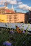 High_Line_Butterfly