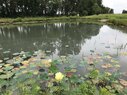 Owensboro_Lilies