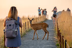 Dune-Peninsula-wildlife