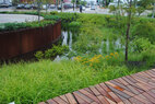 Cortex Commons bioretention