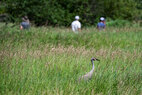 Story Mill habitat