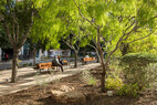 El-paso-pedestrian-pathways-trees