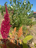 Espanola-Healing-amaranth