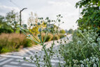 Town-Branch-rattlesnake-master
