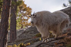 Mountain Goat 