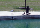 Heron and Ducks 