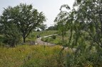 Bush wildflowers 