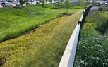 Advocate-Bioswale and Rain Gardens