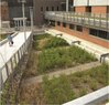 Ann Arbor-Rain Garden