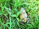 Black Rock-Frog