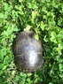 Black Rock-Turtle