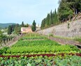 Castiglion-Kitchen Garden