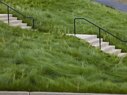 Cavallo Point-Dwarf Grass