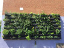 Chester-Green-Wall