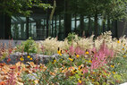 Cornell-Tech-plantings