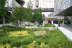 Cornell-Tech-terrace plantings