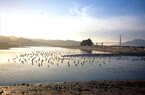 Crissy-Field-marsh