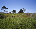Crissy-Field-natural-areas