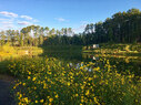 Duke-Pond-plantings