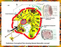 Eagle View-conceptual plan