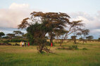 Eagle View-safari