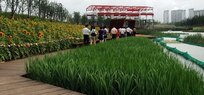 Houtan-Crops