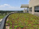 JMU-Green Roof