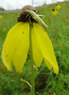 KSU-Memorial-katydid