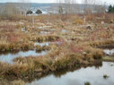 Magnuson_wetland1