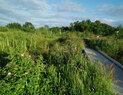 Magnuson_wetland2