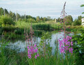 Magnuson_wetland3