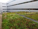 McKinley-Green Roof