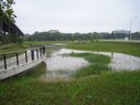 Menomonee-Wetland