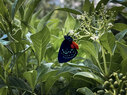 Miami-Lakeside-Village-butterfly