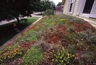 One Drop-Green Roof