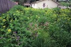 One Drop-Rain Garden