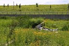 Palmisano-Wetland Cells