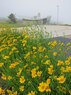 Portage-Sand Coreopsis