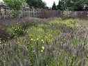 Regenstein-Sustainable Planting